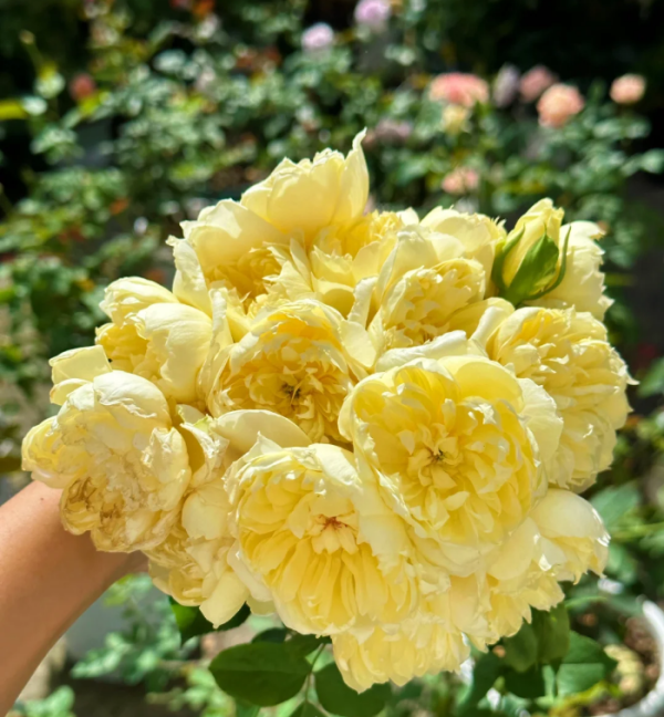 Moon Overfliwing Roses丨Your roses