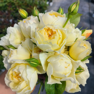 Moon Overfliwing Rose plant丨Your roses