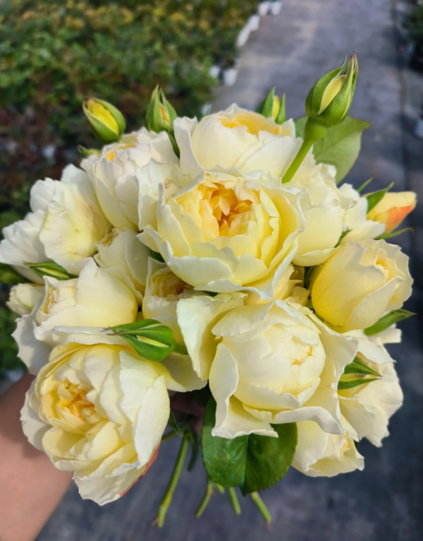 Moon Overfliwing Rose plant丨Your roses