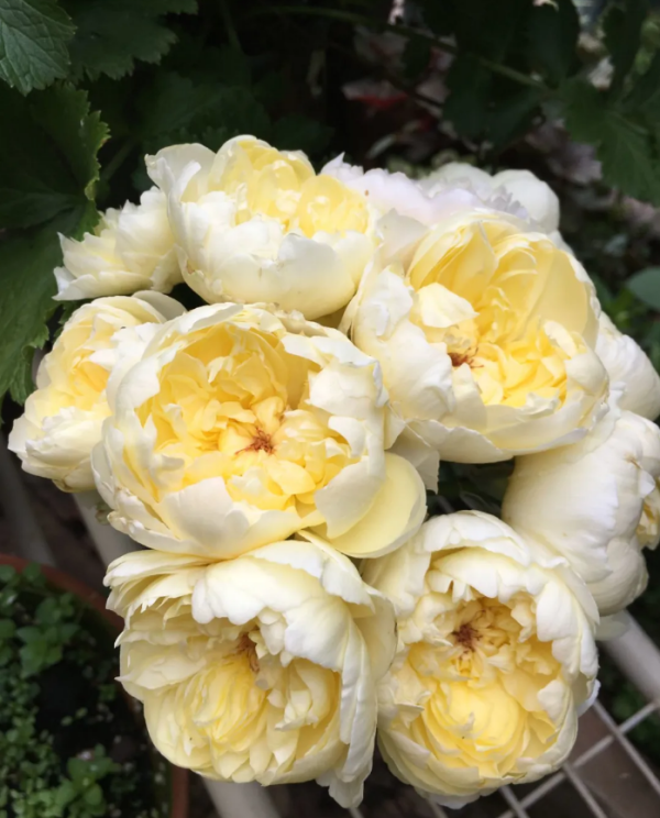 Rose Moon Overfliwing丨Your roses