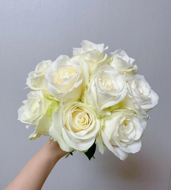 Mount Shasta Rose丨Your roses
