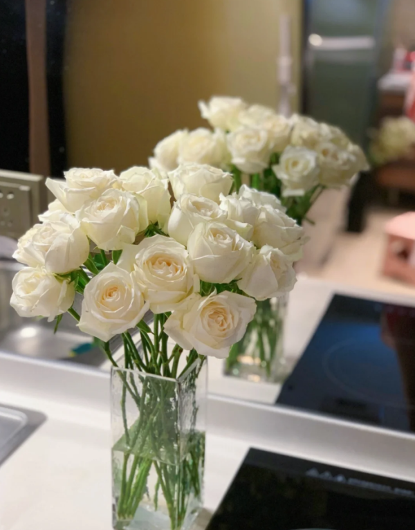 Mount Shasta Rose for sale丨Your roses
