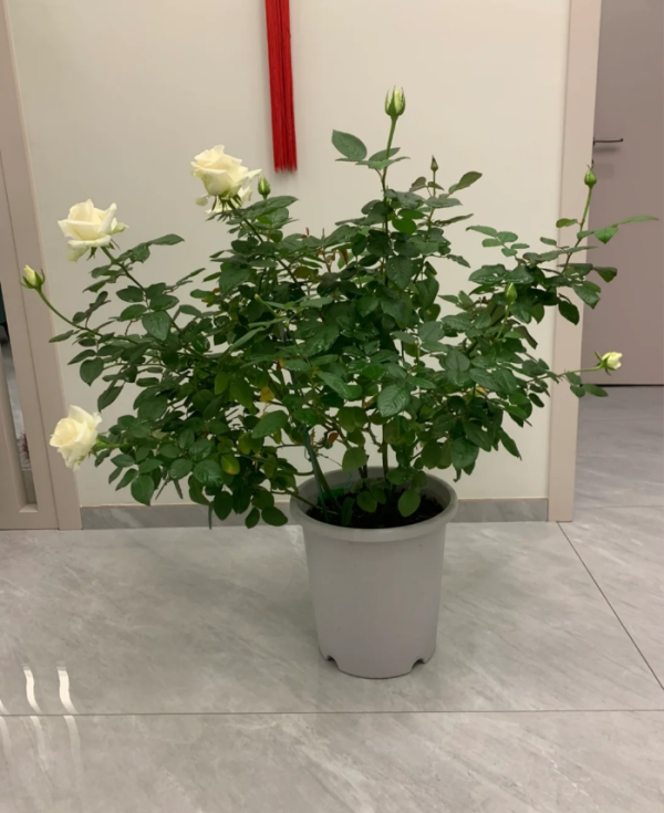 Rose Mount Shasta丨Your roses