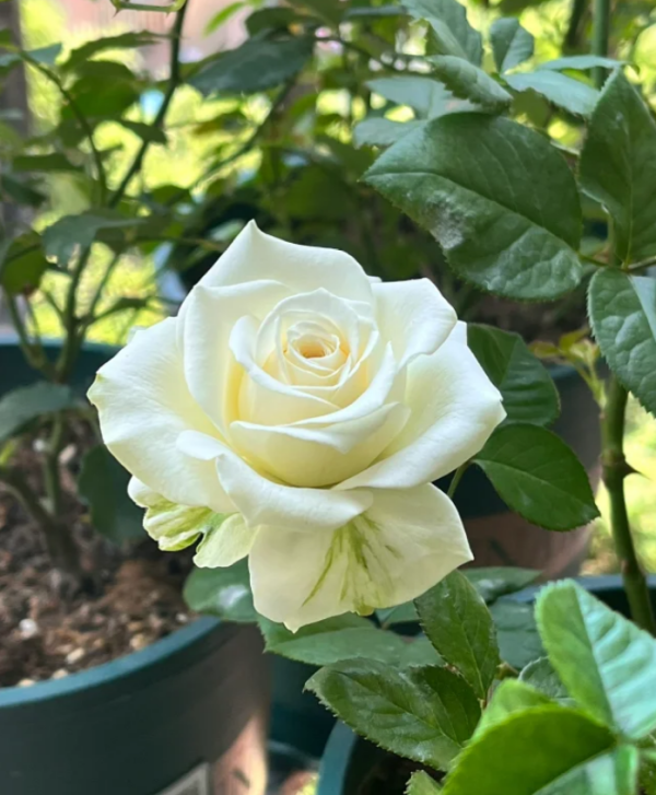 Mount Shasta Rose Plant丨Your roses