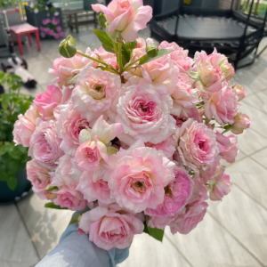 My Beauty Rose丨Your roses