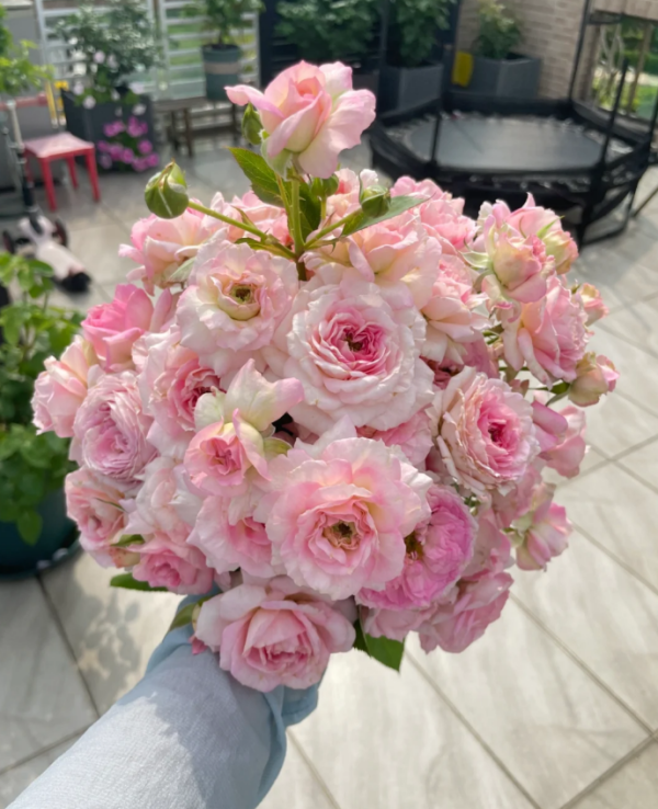 My Beauty Rose丨Your roses