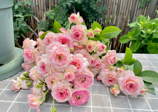 My Beauty Roses丨Your roses
