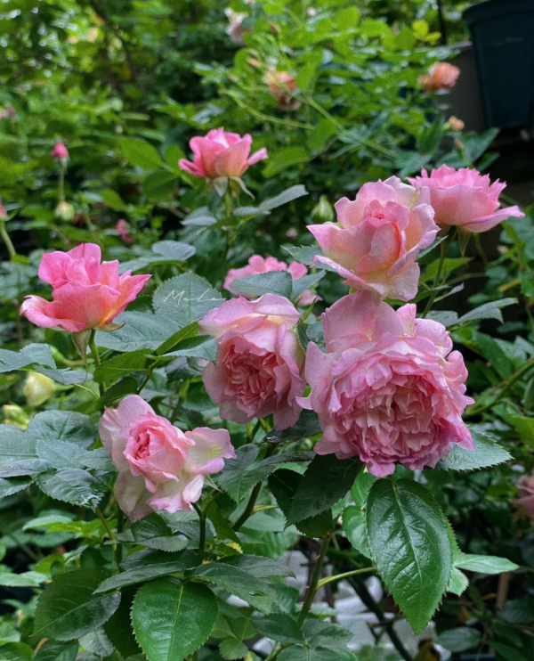 My Beauty Rose Plant丨Your roses