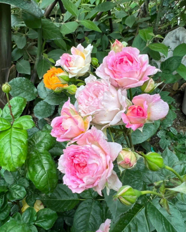 My Beauty Rose for sale丨Your roses