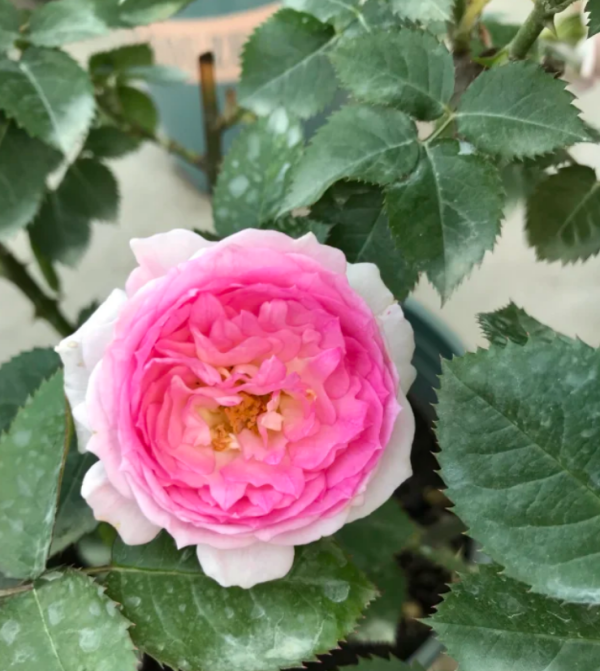 Rose My Beauty丨Your roses
