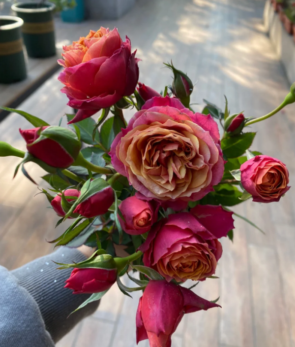 Napoli Forever Rose plant丨Your roses