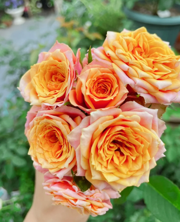 Napoli Forever Roses丨Your roses