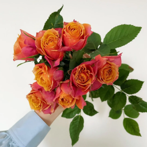 Napoli Forever Rose丨Your roses