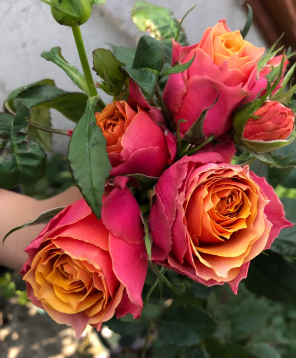 Napoli Forever Rose丨Your roses