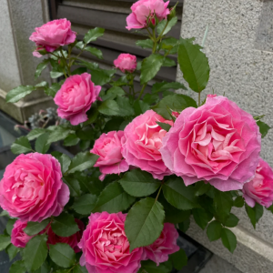 Neptune King Terrazza Rose for sale丨Your roses