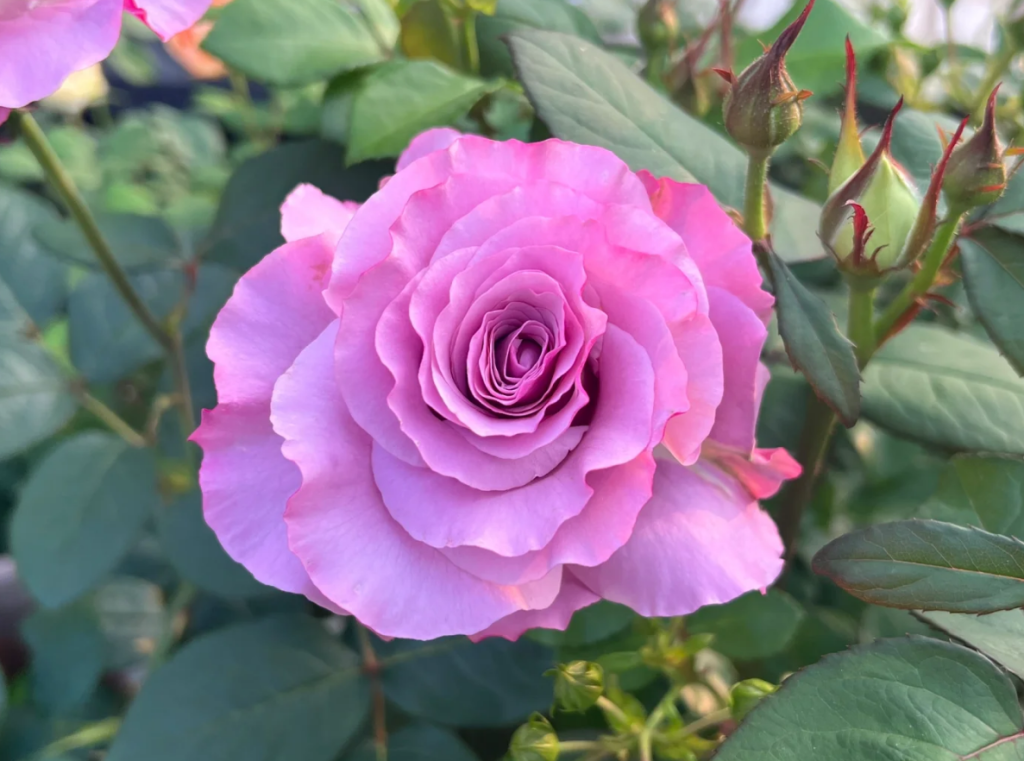 トップス rose Neptune Rose 2Gal Cut Roses -