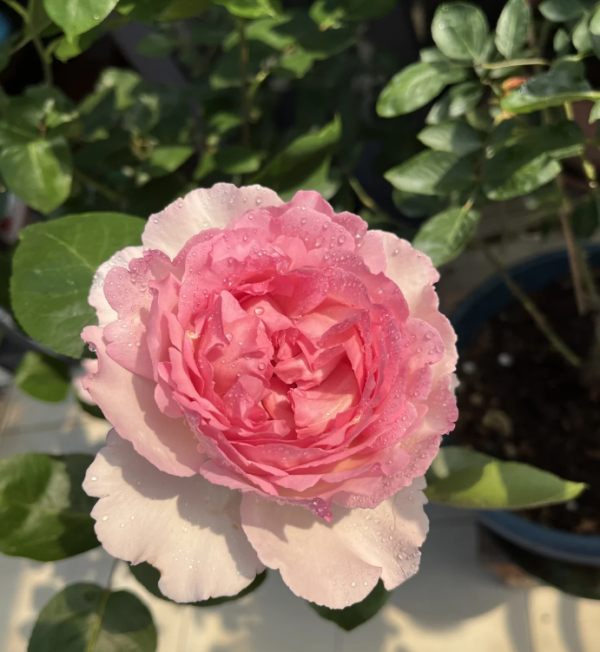 Noble de Parfum Roses丨Your roses
