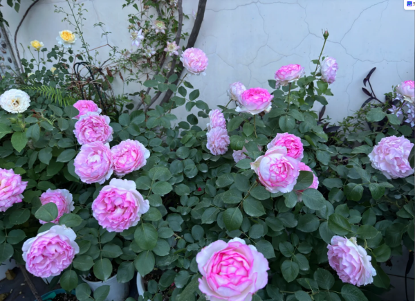 Noble de Parfum Rose plant丨Your roses