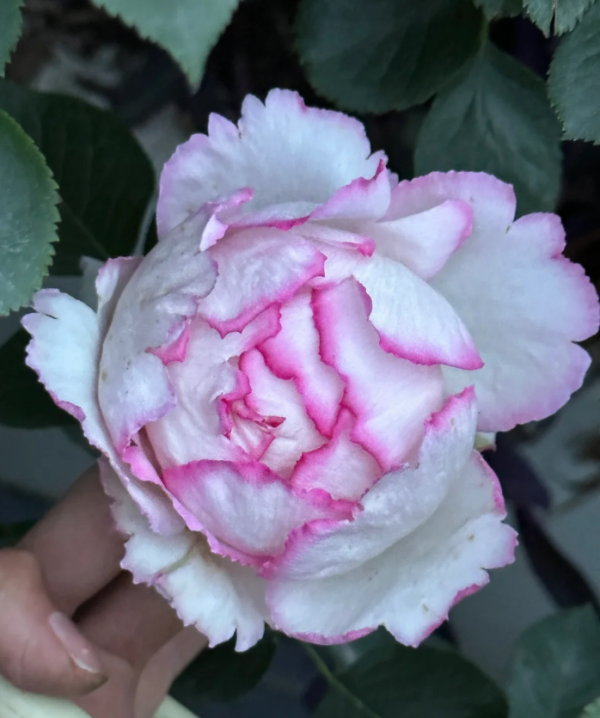 Noble de Parfum Rose丨Your roses