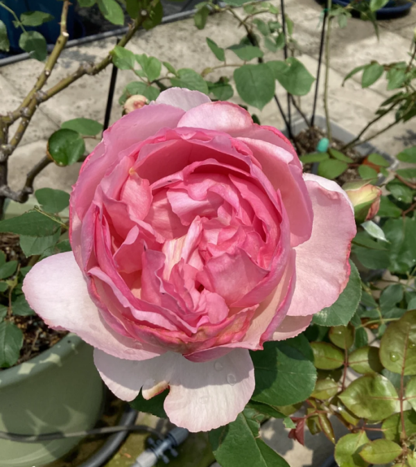 Noble de Parfum Rose for sale丨Your roses
