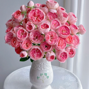 Nova King Terrazza Rose丨Your roses