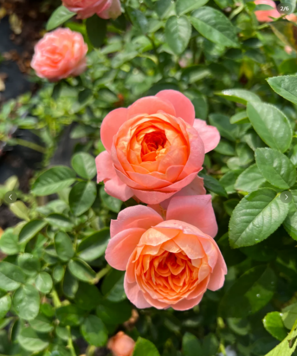 Orange Rose for sale丨Your roses