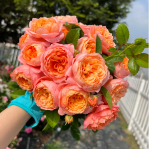 Orange Rose丨Your roses