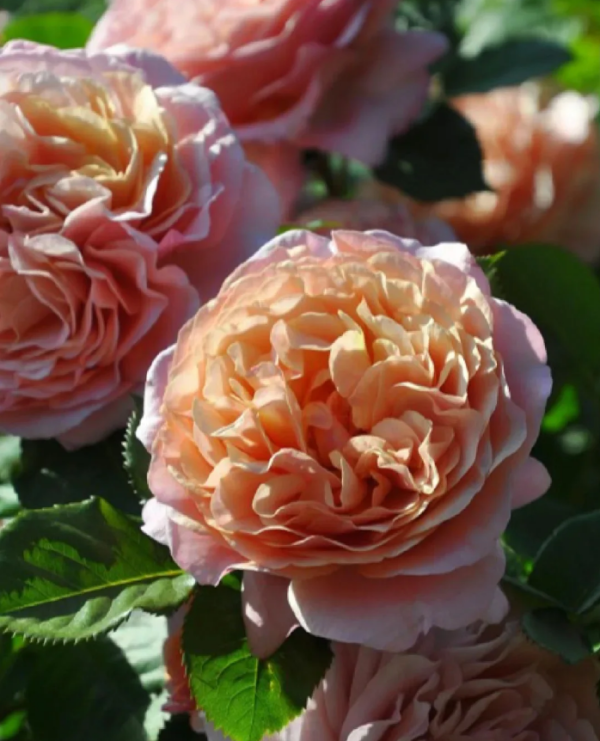 Partner Rose丨Your roses