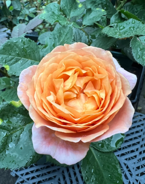 Partner Roses丨Your roses