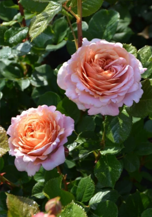 Partner Rose plant丨Your roses