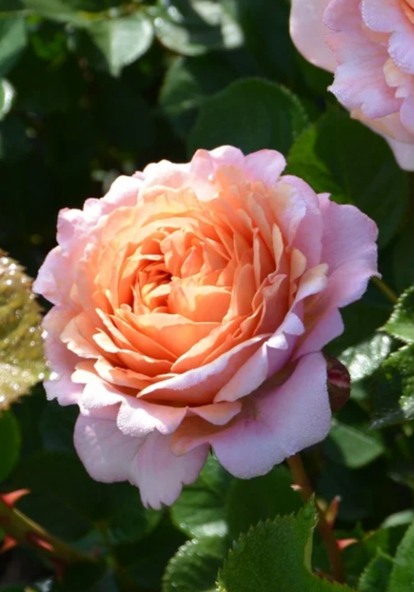 Partner Rose for sale丨Your roses