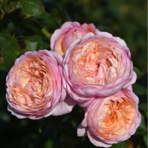 Partner Rose丨Your roses