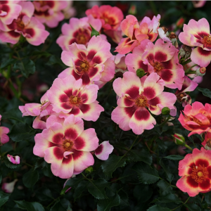 Pastel Babylon Eyes Rose丨Your roses