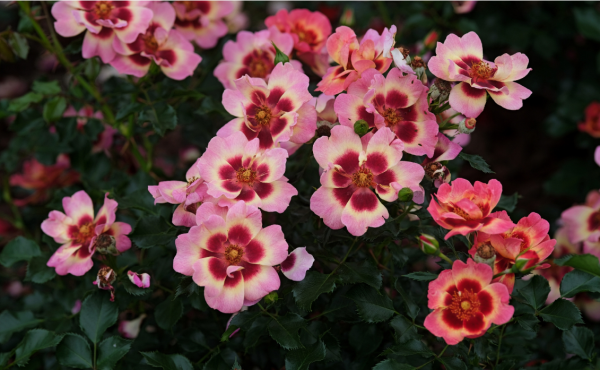 Pastel Babylon Eyes Rose丨Your roses