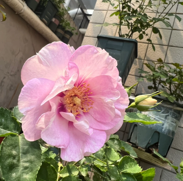 Pastel Babylon Eyes Rose for sale丨Your roses