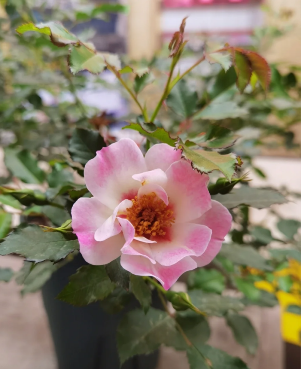 Pastel Babylon Eyes Rose bush丨Your roses