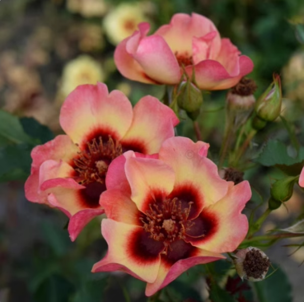 Pastel Babylon Eyes Rose Plant丨Your roses