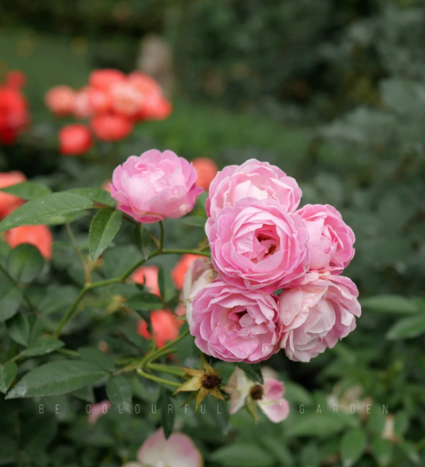 Pink Margo Koster Roses丨Your roses