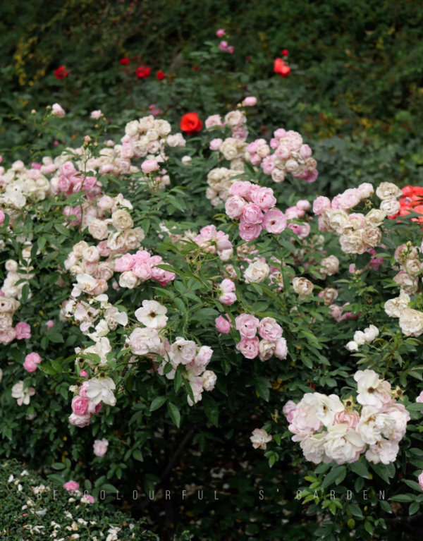 Pink Margo Koster Rose Plant丨Your roses