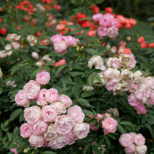 Pink Margo Koster Rose丨Your roses