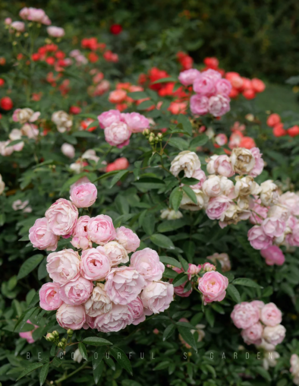 Pink Margo Koster Rose丨Your roses