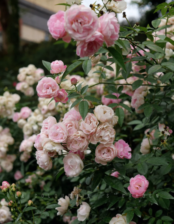 Pink Margo Koster Rose for sale丨Your roses
