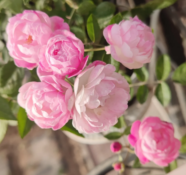 Pink Margo Koster Rose丨Your roses