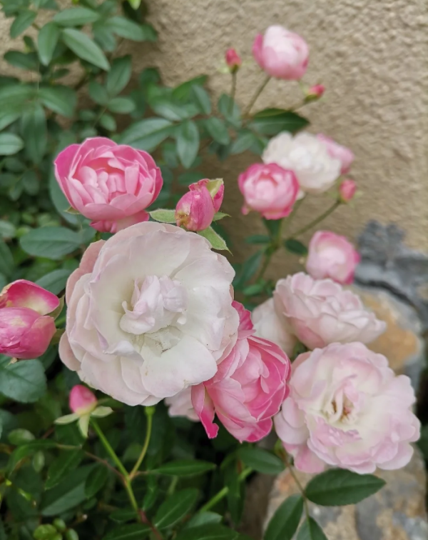 Rose Pink Margo Koster丨Your roses