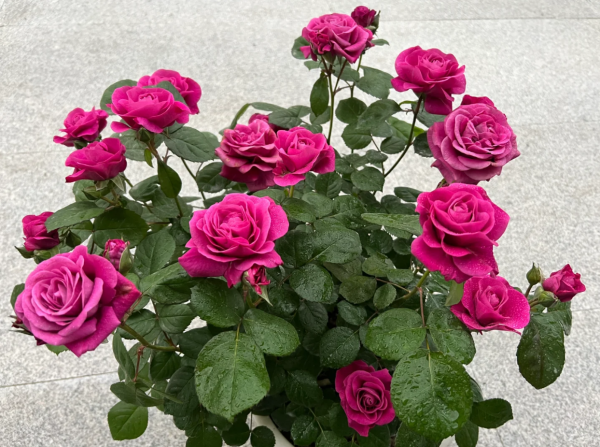 Pluto King Terrazza Rose bush丨Your roses