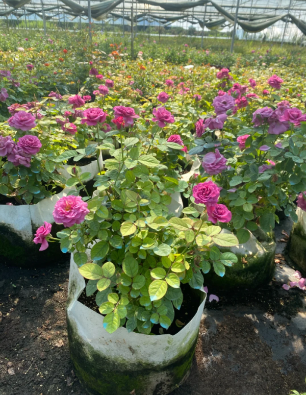 Rose Pluto King Terrazza丨Your roses
