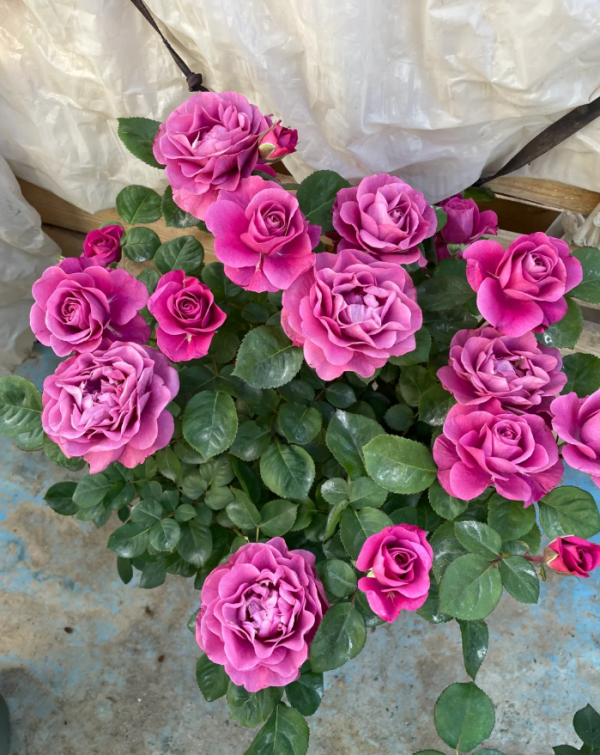 Pluto King Terrazza Rose for sale丨Your roses