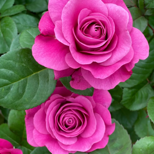 Pluto King Terrazza Rose丨Your roses