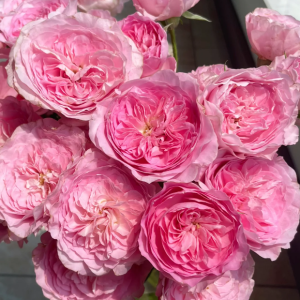 Princess Lace Rose丨Your roses