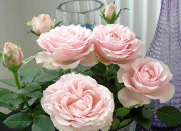 Princess of Infinity Rose丨Your roses